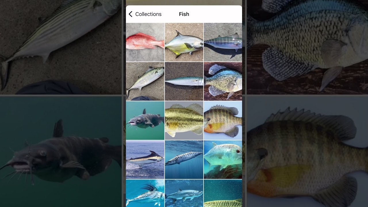 https://apps.apple.com/us/app/fish-identifier-by-fishpic/id6742997722
